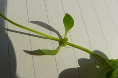 Callitriche platycarpa