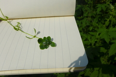 Callitriche platycarpa