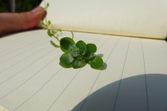 Callitriche platycarpa