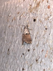 Cobubatha lixiva