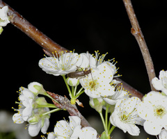 Sparedrus aspersus