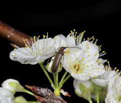 Sparedrus aspersus