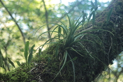 Aechmea recurvata