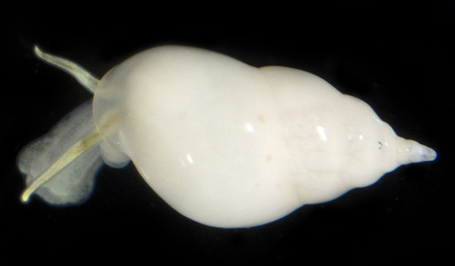 Echineulima robusta observed 2017-05-30