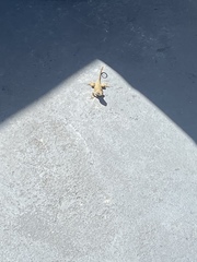 Leiocephalus carinatus