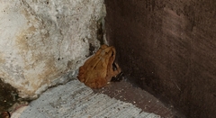 Incilius valliceps