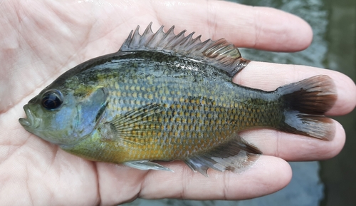 Redspotted Sunfish