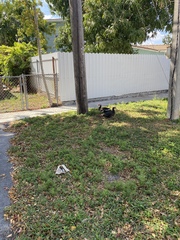 Cairina moschata domestica