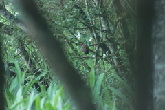 Pardirallus nigricans