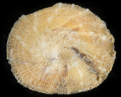 Crucibulum spinosum observed 2017-05-31