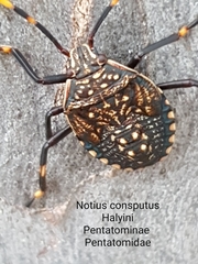 Notius consputus