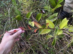 Pinzona coriacea