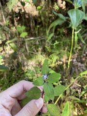 Coccocypselum herbaceum