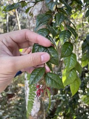 Hirtella rugosa