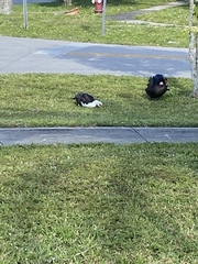 Cairina moschata domestica