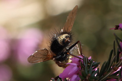 Epalpus