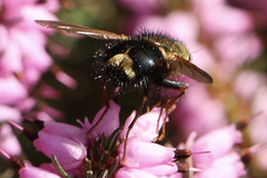Epalpus