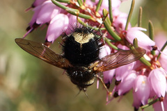 Epalpus