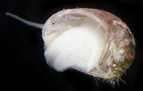 Synaptocochlea concinna observed 2017-05-31