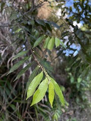 Casearia arborea