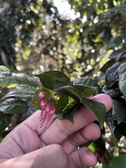 Hirtella rugosa