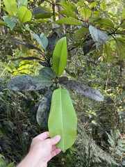 Manilkara bidentata