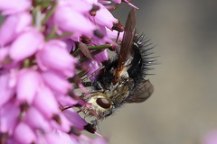 Epalpus