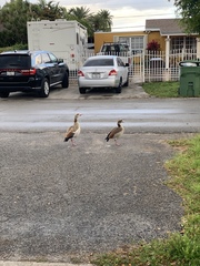 Alopochen aegyptiaca