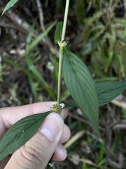 Spermacoce ocymifolia