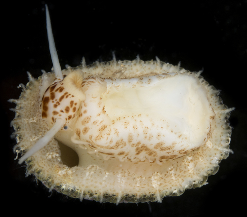 Diodora ruppellii observed 2017-06-01
