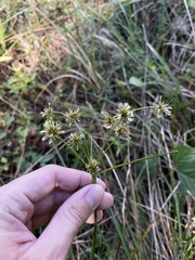 Rhynchospora holoschoenoides