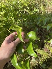Smilax domingensis