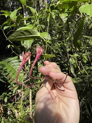 Ipomoea repanda