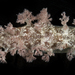 Marionia hawaiiensis - Photo (c) smithsonian_marinegeo, some rights reserved (CC BY-NC-SA), uploaded by smithsonian_marinegeo
