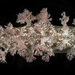 Marioniopsis hawaiiensis - Photo (c) smithsonian_marinegeo, some rights reserved (CC BY-NC-SA), uploaded by smithsonian_marinegeo