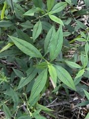 Spermacoce ocymifolia