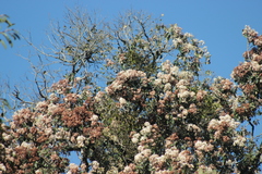 Cordia trichotoma