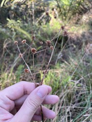 Rhynchospora holoschoenoides