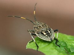 Poecilometis strigatus