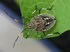 Poecilometis strigatus