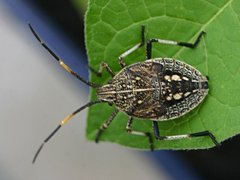 Poecilometis strigatus