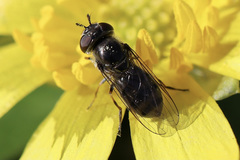Platycheirus stegnus