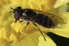 Platycheirus stegnus
