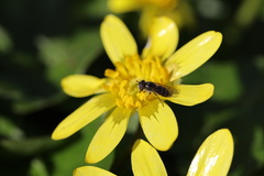 Platycheirus stegnus