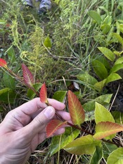 Pinzona coriacea