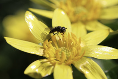 Platycheirus stegnus