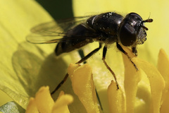Platycheirus stegnus