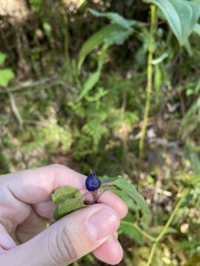 Coccocypselum herbaceum