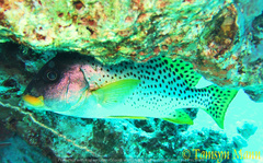 Plectorhinchus gaterinus