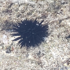 Echinometra oblonga